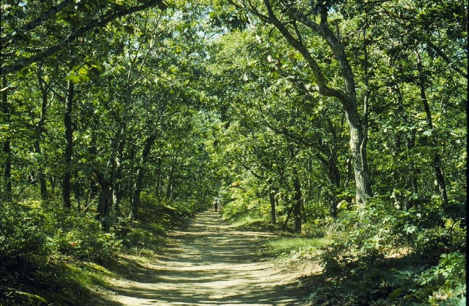 A path winding through a forrest of green trees. 