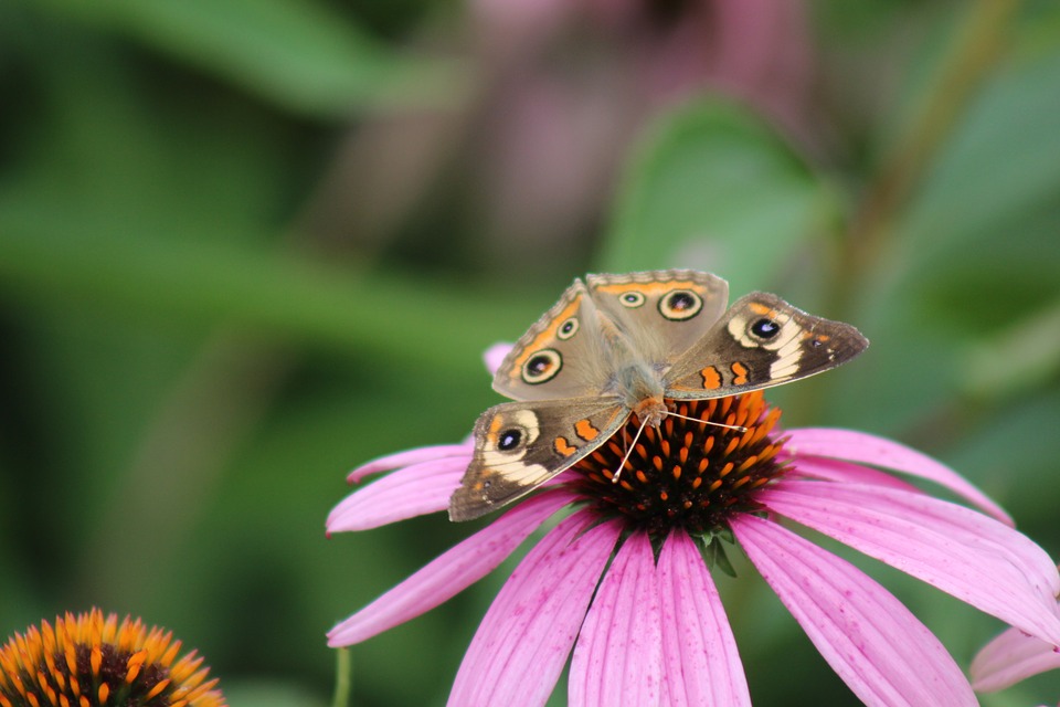 A purple flower with a brown and orange butterfly resting on it.